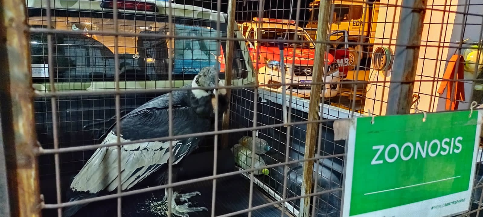 El Condor en el jaulon de Zoonosis municipal